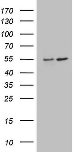 ANGPTL1 Mouse anti-Human, Clone: OTI9A7, lyophilized, TrueMAB 100 &mu;g | Buy Online | Origene Technologies | Fisher Scientific