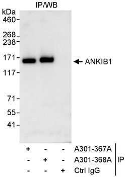 ANKIB1 Rabbit anti-Human, Polyclonal, Bethyl Laboratories 10 &mu;L; Unconjugated:Antibodies,