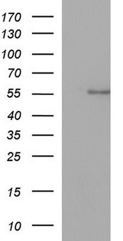 ANKMY2 Monoclonal Antibody (OTI1H4), TrueMAB , OriGene:Antibodies:Primary