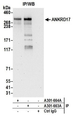 ANKRD17 Rabbit anti-Human, Polyclonal, Bethyl Laboratories 100 &mu;L; Unconjugated:Antibodies,