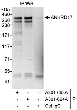 ANKRD17 Rabbit anti-Human, Polyclonal, Bethyl Laboratories 100 &mu;l; Unlabeled:Antibodies,
