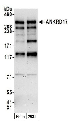 ANKRD17 Rabbit anti-Human, Polyclonal, Bethyl Laboratories 100 &mu;L; Unconjugated:Antibodies,