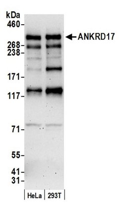 ANKRD17 Polyclonal Antibody, Bethyl Laboratories:Antibodies:Primary Antibodies