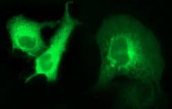 ANKRD49 Monoclonal Antibody (OTI3E4), TrueMAB , OriGene 100 &mu;L; Unconjugated:Antibodies,