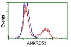 ANKRD53 Monoclonal Antibody (OTI1B8), TrueMAB , OriGene:Antibodies:Primary