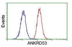 ANKRD53 Monoclonal Antibody (OTI1B8), TrueMAB , OriGene:Antibodies:Primary