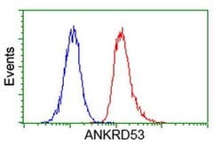 ANKRD53 Monoclonal Antibody (OTI2F3), TrueMAB , OriGene 30 &mu;L; Unconjugated:Antibodies,