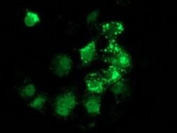 ANKRD53 Monoclonal Antibody (OTI1A7), TrueMAB , OriGene:Antibodies:Primary