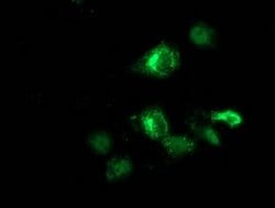 ANKRD53 Monoclonal Antibody (OTI1B8), TrueMAB , OriGene 30 &mu;L; Unconjugated:Antibodies,