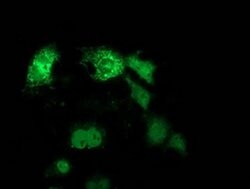 ANKRD53 Monoclonal Antibody (OTI2F3), TrueMAB , OriGene 30 &mu;L; Unconjugated:Antibodies,