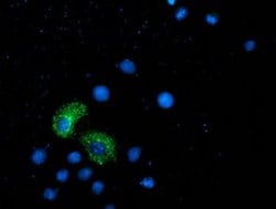 ANKRD53 Monoclonal Antibody (OTI1E1), TrueMAB , OriGene 100 &mu;L; Unconjugated:Antibodies,