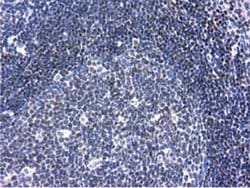 ANKRD53 Monoclonal Antibody (OTI1A7), TrueMAB , OriGene 30 &mu;L; Unconjugated:Antibodies,