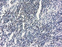 ANKRD53 Monoclonal Antibody (OTI1A7), TrueMAB , OriGene 30 &mu;L; Unconjugated:Antibodies,