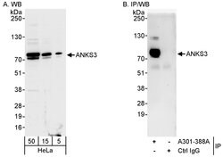 ANKS3 Rabbit anti-Human, Mouse, Polyclonal, Bethyl Laboratories 100 &mu;L;
