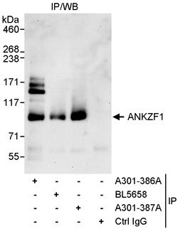 ANKZF1 Rabbit anti-Human, Polyclonal, Bethyl Laboratories 10 &mu;l; Unlabeled:Antibodies,