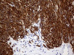 ANO1 Mouse anti-Human, Clone: OTI5H7, lyophilized, TrueMAB 100 &mu;g; Unconjugated:Antibodies,