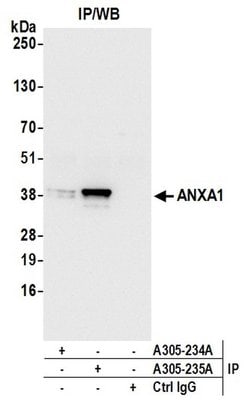 ANXA1/Annexin A1 Rabbit anti-Human, Mouse, Polyclonal, Bethyl Laboratories