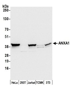 ANXA1/Annexin A1 Rabbit anti-Human, Mouse, Polyclonal, Bethyl Laboratories