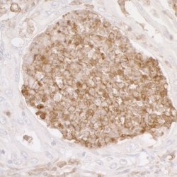 ANXA1/Annexin A1 Rabbit anti-Human, Mouse, Polyclonal, Bethyl Laboratories