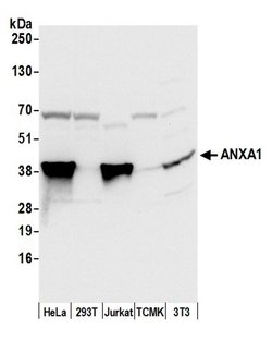 ANXA1/Annexin A1 Polyclonal Antibody, Bethyl Laboratories 20 &mu;L; Unconjugated:Antibodies,