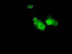 ANXA1 Mouse anti-Human, Clone: OTI3A8, liquid, TrueMAB 100 &mu;L; Unconjugated:Antibodies,