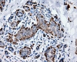 ANXA1 Mouse anti-Human, Clone: OTI3A8, liquid, TrueMAB 100 &mu;L; Unconjugated:Antibodies,