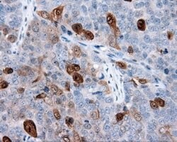 ANXA1 Mouse anti-Human, Clone: OTI3A8, liquid, TrueMAB 100 &mu;L; Unconjugated:Antibodies,