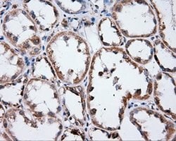 ANXA1 Mouse anti-Human, Clone: OTI3A8, liquid, TrueMAB 100 &mu;L; Unconjugated:Antibodies,