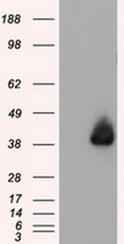 ANXA1 Mouse anti-Human, Clone: OTI3A8, liquid, TrueMAB 100 &mu;L; Unconjugated:Antibodies,