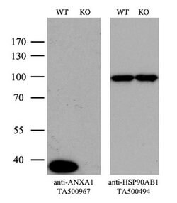 ANXA1 Mouse anti-Human, Clone: OTI3A8, liquid, TrueMAB 100 &mu;L; Unconjugated:Antibodies,