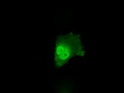 ANXA10 Mouse anti-Human, Clone: OTI4D8, lyophilized, TrueMAB 100 &mu;g;