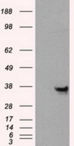 ANXA10 Mouse anti-Human, Clone: OTI4D8, lyophilized, TrueMAB 100 &mu;g;