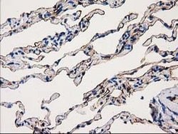 ANXA3 Monoclonal Antibody (OTI5G4), TrueMAB , OriGene 100 &mu;L; Unconjugated:Antibodies,