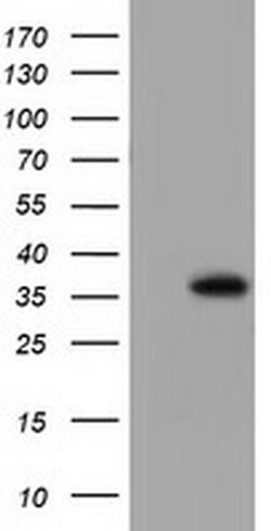 ANXA3 Monoclonal Antibody (OTI1A9), TrueMAB , OriGene 30 &mu;L; Unconjugated:Antibodies,