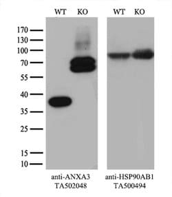 ANXA3 Monoclonal Antibody (OTI1A9), TrueMAB™, OriGene