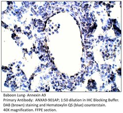 Annexin A9 Rabbit anti-Human, Mouse, Non-human Primate, Rat, Polyclonal,
