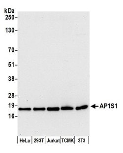 AP1S1 Polyclonal Antibody, Bethyl Laboratories 20 &mu;l; Unlabeled:Antibodies,