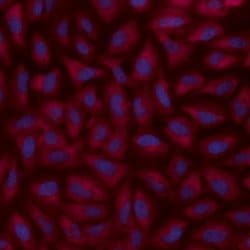 alpha Adaptin Monoclonal Antibody (AP6), Alexa Fluor™ 647, Invitrogen™