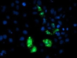 AP2M1 Mouse anti-Canine, Human, Mouse, Rat, Clone: OTI1C8, lyophilized,