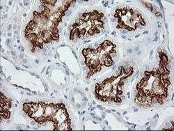 AP2M1 Mouse anti-Canine, Human, Rat, Clone: OTI 2F11, lyophilized, TrueMAB