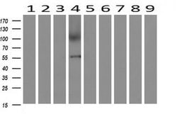AP2M1 Mouse anti-Human, Clone: OTI1F10, lyophilized, TrueMAB 100 &mu;g;