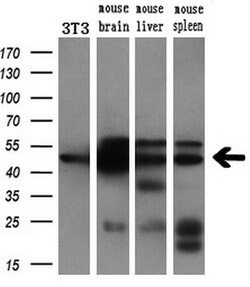 AP2M1 Mouse anti-Human, Clone: OTI1F10, lyophilized, TrueMAB 100 &mu;g;