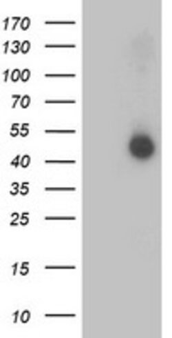AP2M1 Mouse anti-Human, Mouse, Clone: OTI2G2, lyophilized, TrueMAB 100 &mu;g | Buy Online | OriGene | Fisher Scientific