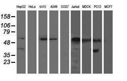 AP2M1 Mouse anti-Canine, Human, Mouse, Rat, Clone: OTI1C8, lyophilized,