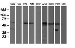 AP2M1 Monoclonal Antibody (OTI1C8), TrueMAB , OriGene 100 &mu;L; Unconjugated:Antibodies,