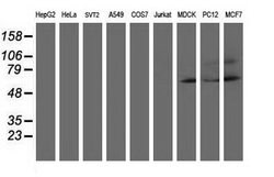AP2M1 Mouse anti-Canine, Human, Rat, Clone: OTI 2F11, lyophilized, TrueMAB