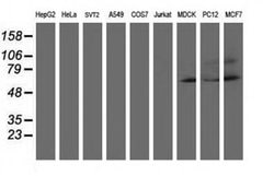 AP2M1 Mouse anti-Canine, Human, Rat, Clone: OTI 2F11, liquid, TrueMAB 100