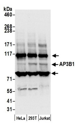 AP3B1 Polyclonal Antibody, Bethyl Laboratories:Antibodies:Primary Antibodies