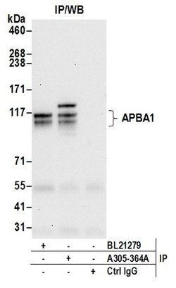 APBA1/MINT1 Rabbit anti-Human, Polyclonal, Bethyl Laboratories 100 &mu;L;