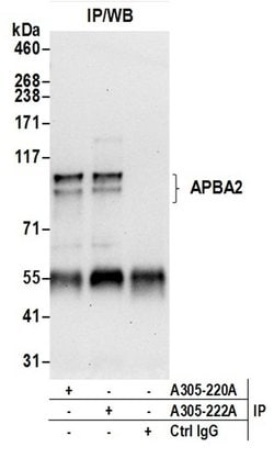 APBA2 Rabbit anti-Human, Polyclonal, Bethyl Laboratories 100 &mu;L; Unconjugated:Antibodies,